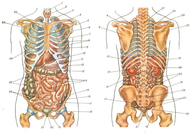 struktura e trupit dhe dhimbje nën tehun e shpatullës së majtë